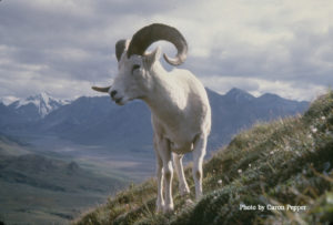 Dall sheep cropped copy